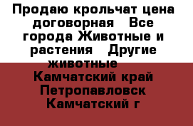 Продаю крольчат цена договорная - Все города Животные и растения » Другие животные   . Камчатский край,Петропавловск-Камчатский г.